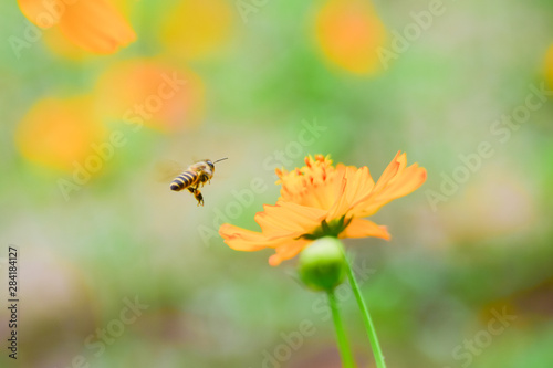 Bee flying in the meadow on yellow blossom © Taweesak