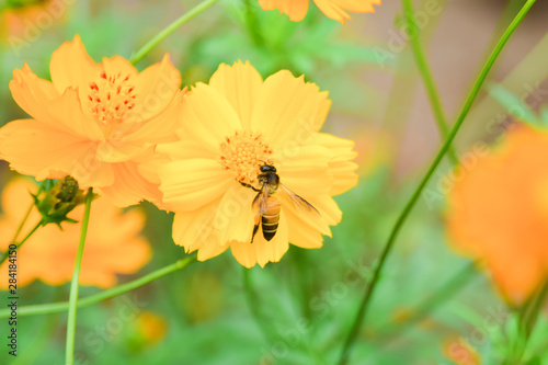 The worker bee is feeding the nectar from the pollen. Beautiful flowers in nautural field with bug. photo