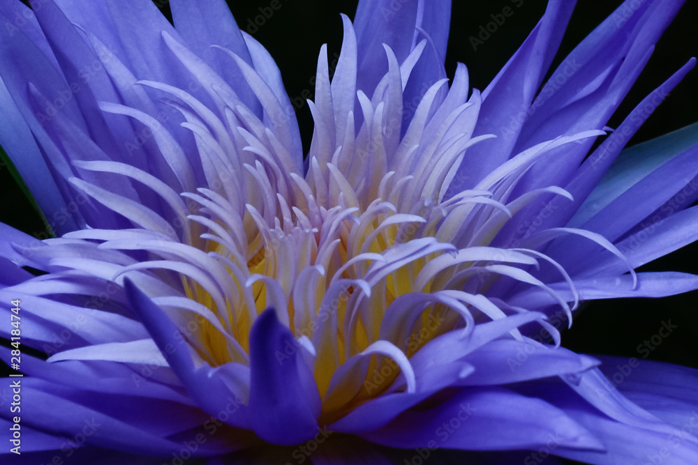 Obraz premium closeup of a purple tropical water lily