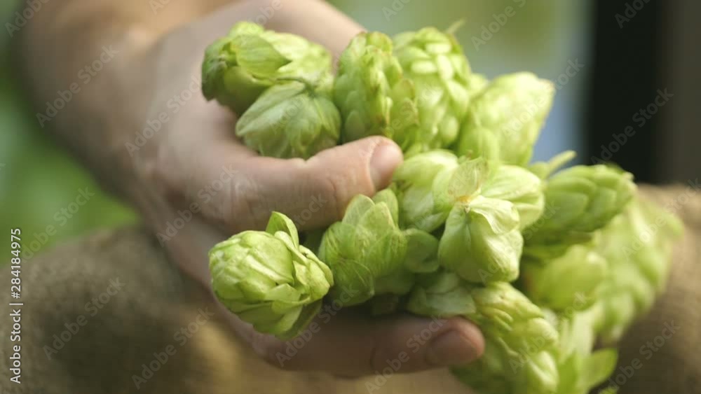 Man taking hops from the linen bag in slow motion 180fps Man taking hops from the linen bag in slow motion 180fps