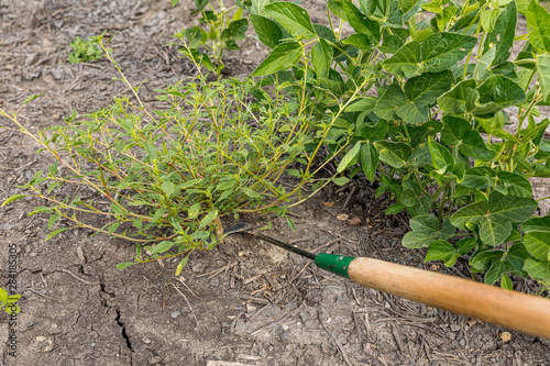 weed bean hook cutting waterhemp while walking beans in soybean farm field photo