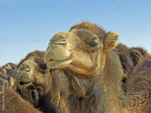 Egypte  dromadaires dans le d  sert blanc