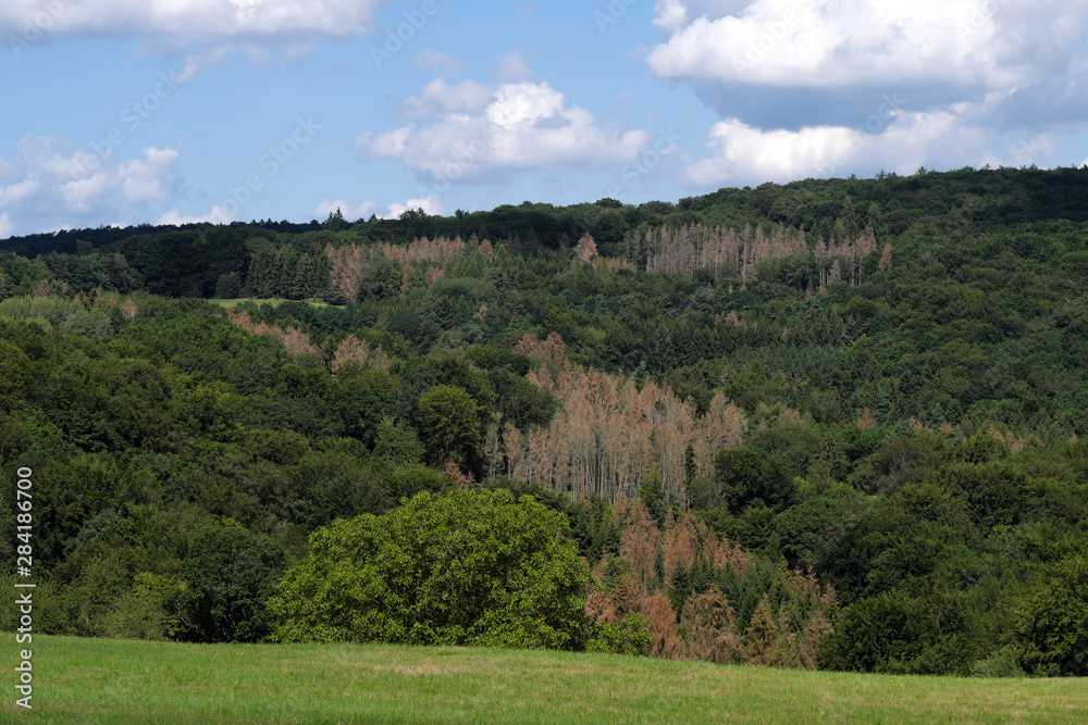 Mischwald mit abgestorbenen Nadelbäumen im Westerwald im August 2019 - Stockfoto