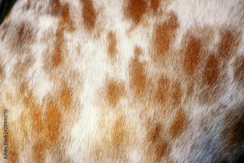 Canvastavla Appaloosa horse leopard pattern coat detail