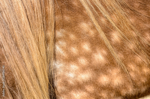 Φωτογραφία Golden mane and dapple horse coat pattern