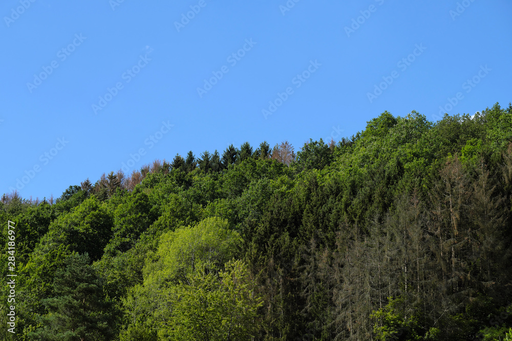 Mischwald mit abgestorbenen Nadelbäumen im Westerwald im August 2019 - Stockfoto