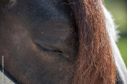 Gypsy horse face with closed eye