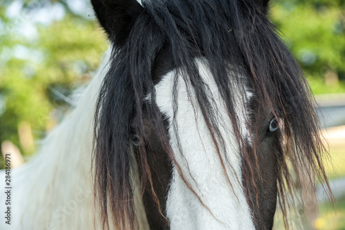 Gypsy horse face and head