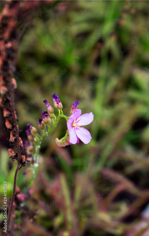 Small purple flower carnivorous plant in the botanical garden Small purple flower carnivorous plant in the botanical garden