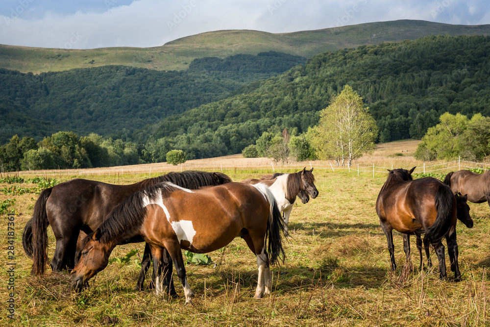 Mountain horses Haculski Poland Bieszczady Mountain horses Haculski Poland Bieszczady
