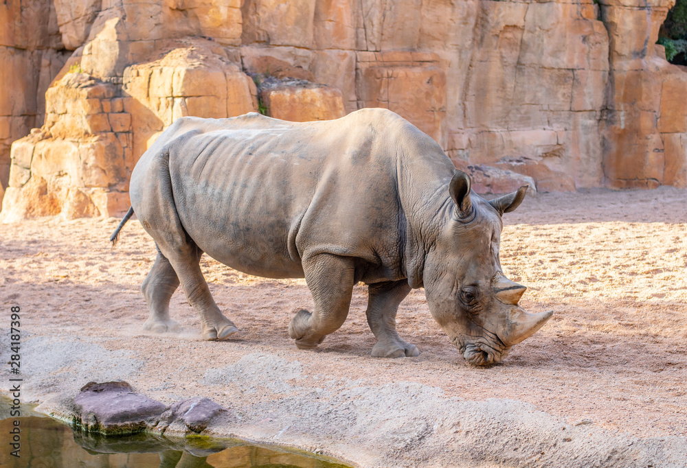 Obraz premium Rhinoceros walk scene. Rhino portrait. Rhinoceros rhino. Rhinoceros rhino portrait