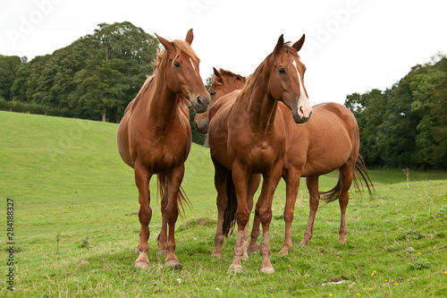 Chestnut horses standing together stock photo © Snapvision