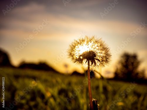 Dandelion Sun