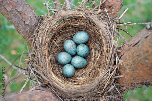 Eggs of a wild bird thrush lying in the nest on the ptine tree