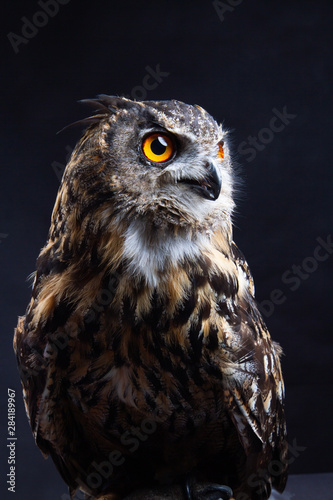 Birds of Prey - Eurasian Eagle Owl