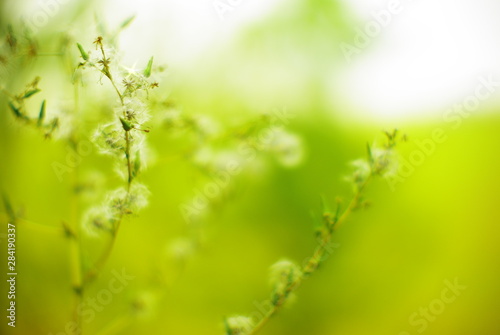  wildflowers and plants on a blurred background  © Panas