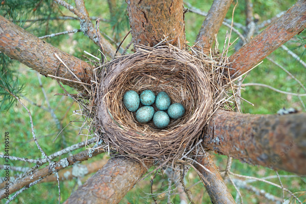 Eggs of a wild bird thrush lying in the nest on the ptine tree Eggs of a wild bird thrush lying in the nest on the ptine tree