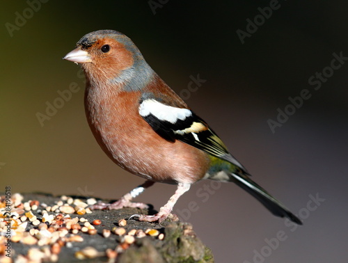 Male Chaffinch