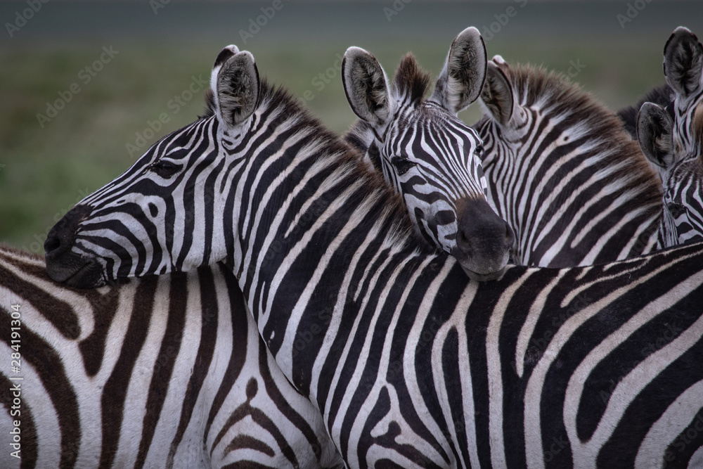Fototapeta premium Zebras together