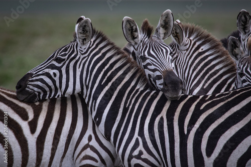 Fototapeta Naklejka Na Ścianę i Meble -  Zebras together