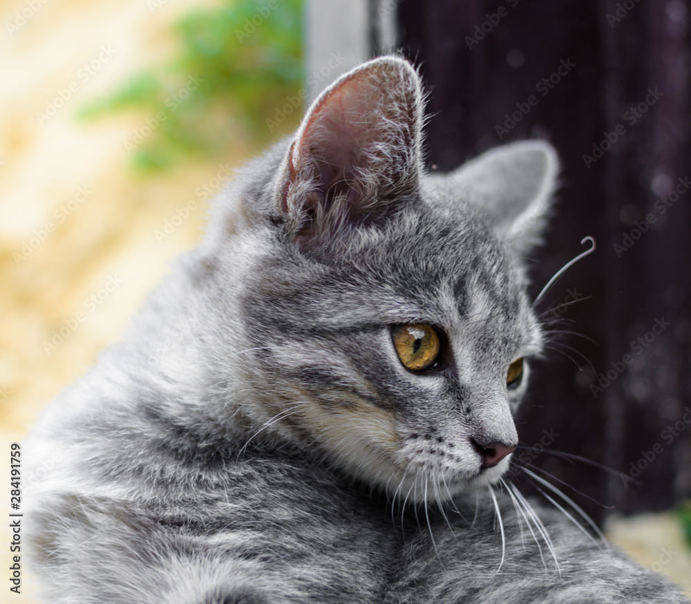 Fototapeta premium Gray kitten on a light and dark background