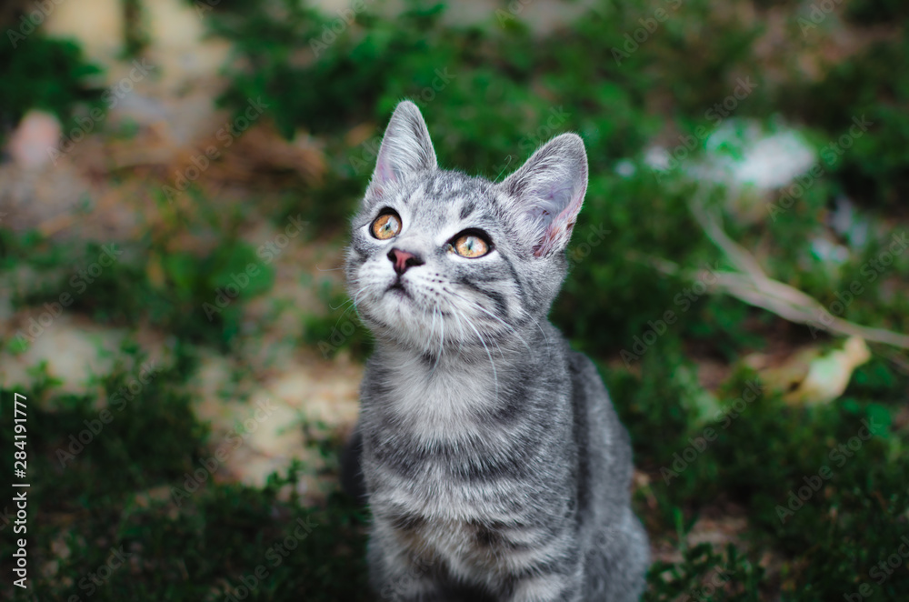 Gray kitten looks up on a green grass background
