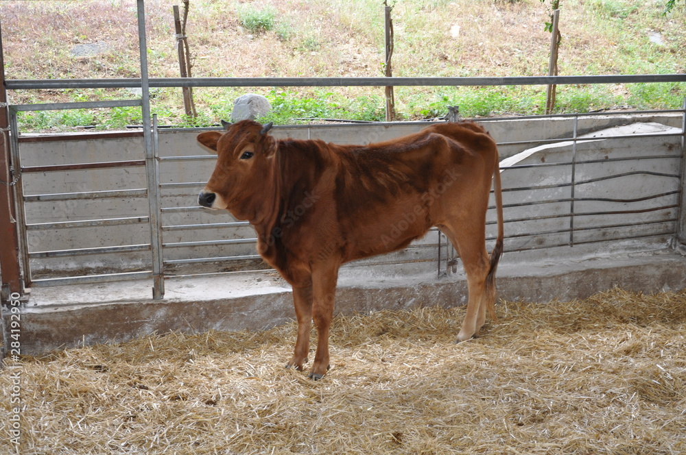 The beautiful Animal Cow in the natural environment The beautiful Animal Cow in the natural environment