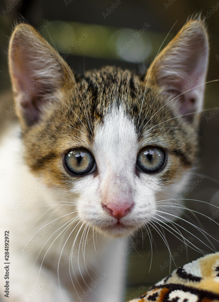 Surprised little kitten in the village