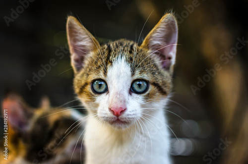 Surprised little kitten in the village