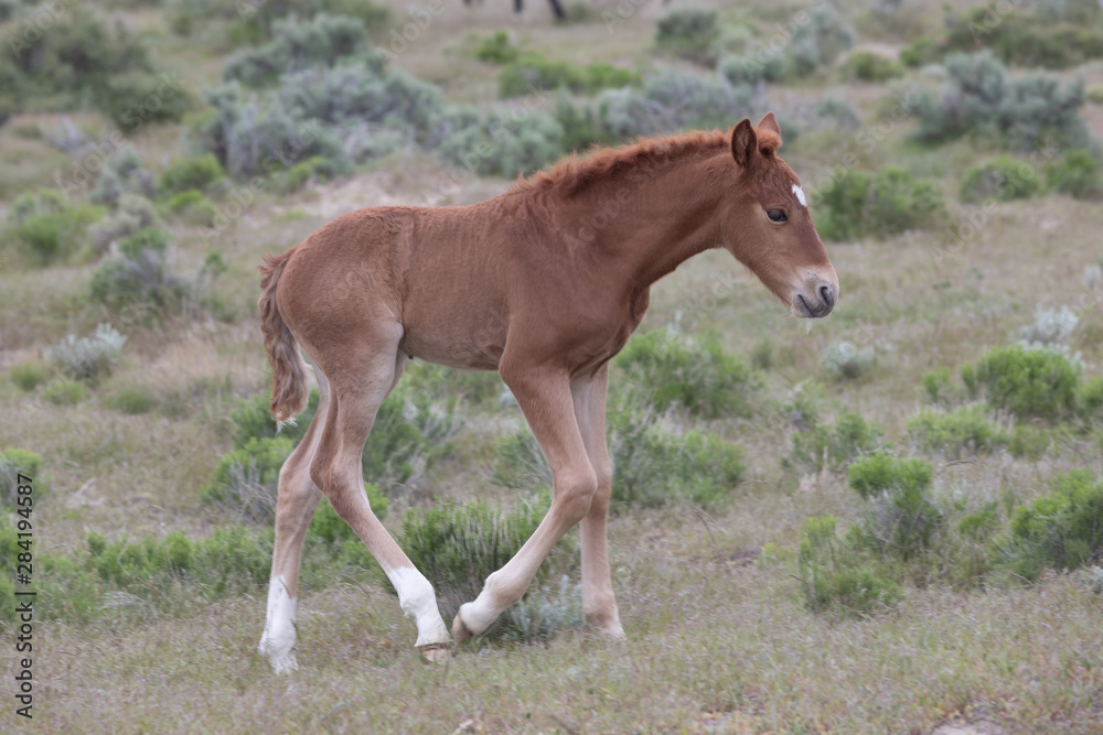 Cute Wild Horse Foal in the Utah Desert Cute Wild Horse Foal in the Utah Desert