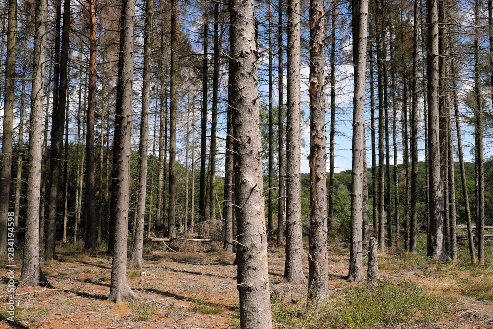 Vertrocknete Bäume im Westerwald im August 2019 - Stockfoto