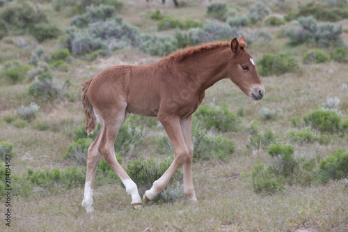 Cute Wild Horse Foal in the Utah Desert © natureguy
