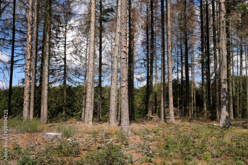 Fototapeta Naklejka Na Ścianę i Meble -  Vertrocknete Bäume im Westerwald im August 2019 - Stockfoto