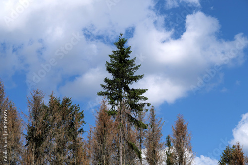 Gesunder Baum zwischen vertrockneten Bäumen - Stockfoto