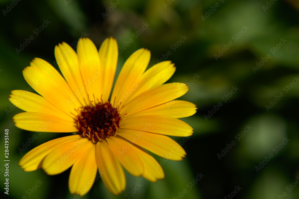 Close-up of a yellow english marigold (Calendula officinalis) on green background Close-up of a yellow english marigold (Calendula officinalis) on green background