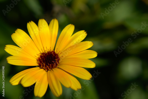 Close-up of a yellow english marigold  Calendula officinalis  on green background