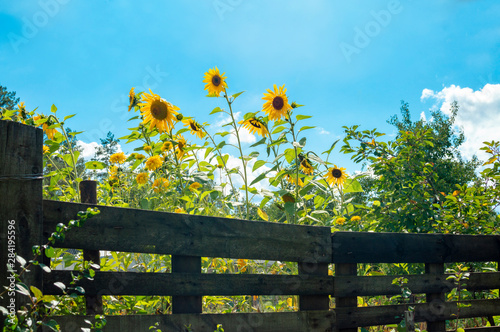 Sunflowers blooming over old wooden fence. Rural landscape in August