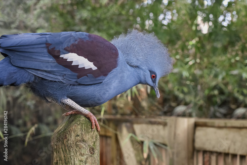 Victoria crowned pigeon, Goura victoria, a large, bluish-grey pigeon with elegant blue lace-like crests, maroon breast, and red irises. Bird Watching