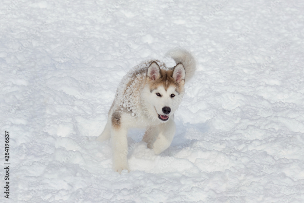 Naklejka premium Cute siberian husky puppy is running on a white snow. Three month old. Pet animals.