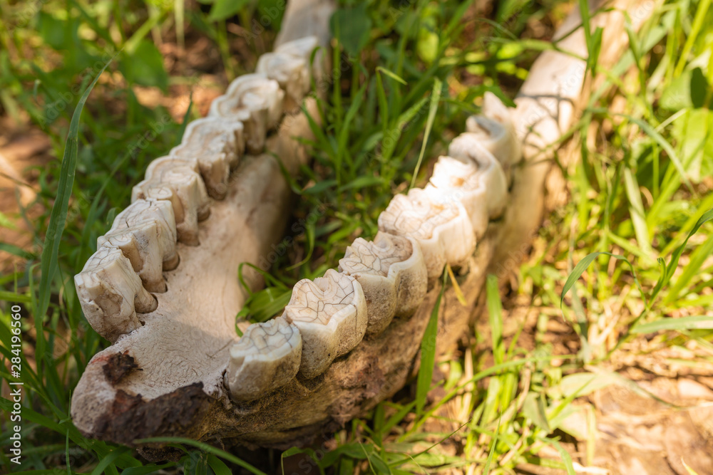 Naklejka premium Cropped forgotten Jawbone