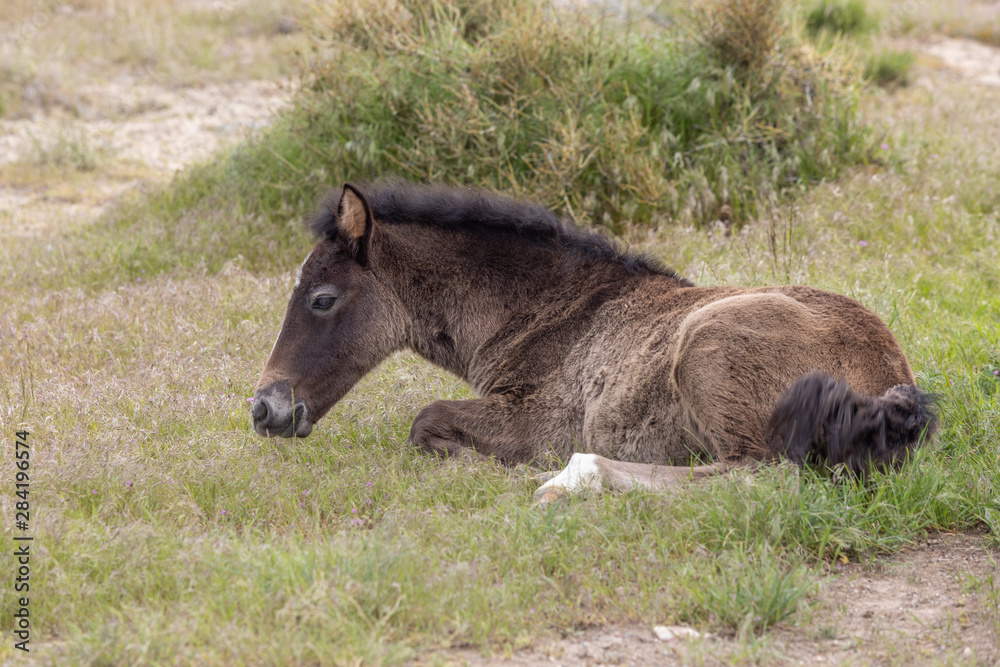 Fototapeta premium Cute Wild Horse Foal in the Utah Desert