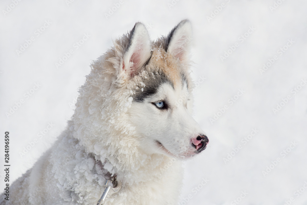 Cute siberian husky puppy is sitting on a white snow. Three month old. Pet animals.