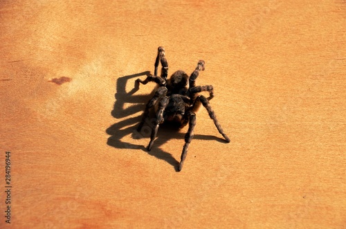 Night wolf spider on a wooden surface background