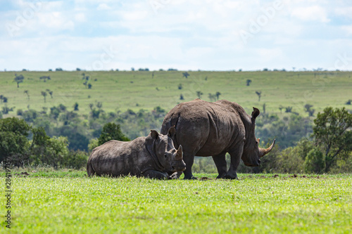 Mum and child Southern White Rhino