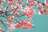 Beautiful cherry blossoms with blue sky background and bokeh. Trees with sakura flowers.