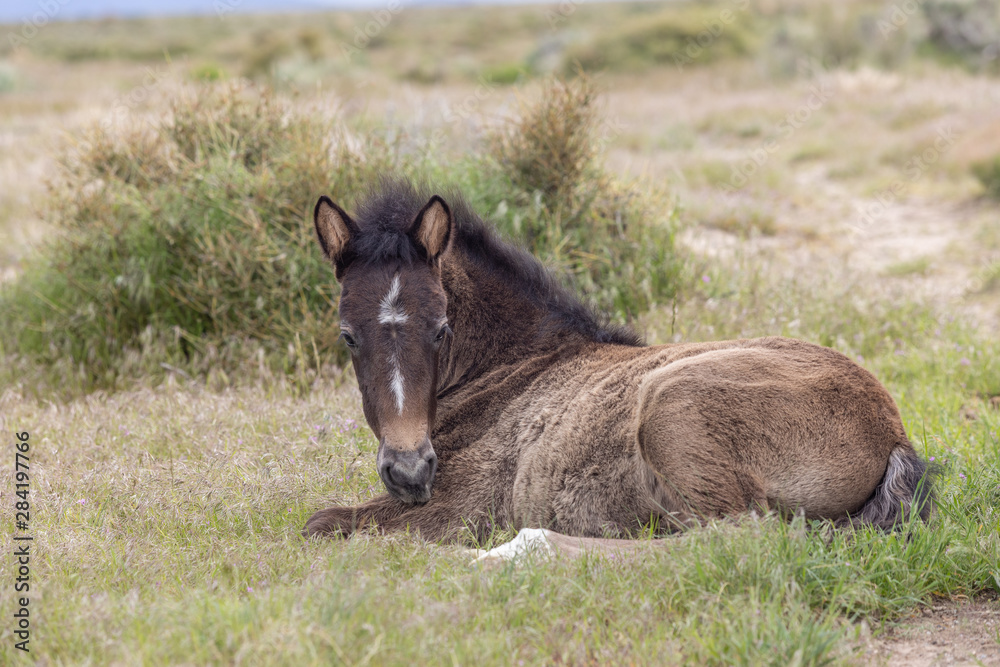 Cute Wild Horse Foal in the Utah Desert