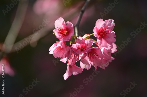 Beautiful cherry blossoms with blue sky background and bokeh. Trees with sakura flowers.