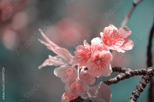 Beautiful cherry blossoms with blue sky background and bokeh. Trees with sakura flowers.