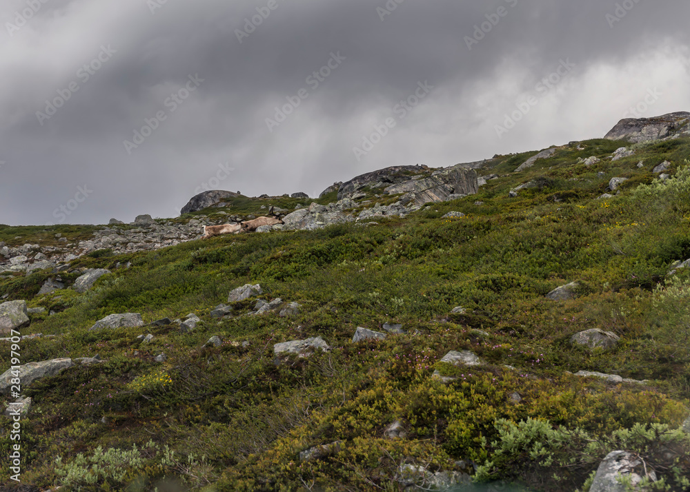 reindeers in norwegian wilderness