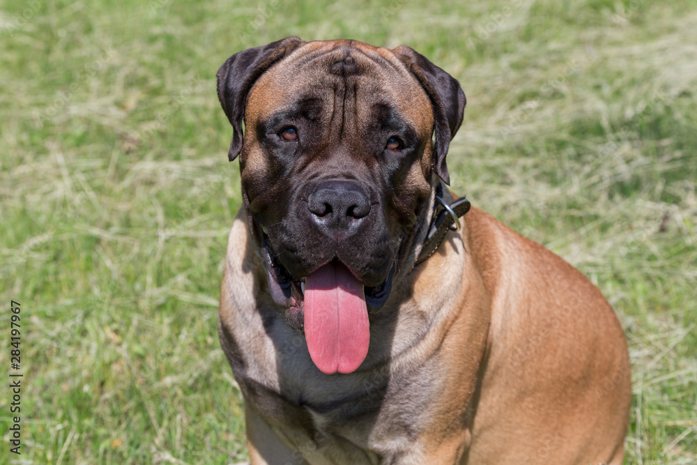 Portrait of bullmastiff puppy is sitting on a green grass. Pet animals. Portrait of bullmastiff puppy is sitting on a green grass. Pet animals.